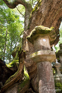 Japanese Stone Lantern (Toro)